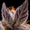 Orange Cannoli Regular