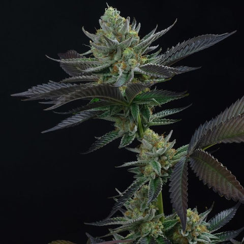 Capri Zun Feminized