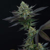 Capri Zun Feminized