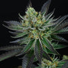 Capri Zun Feminized