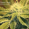 Carbon Candy Feminized