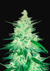 CBD 1:1 (AKA CBD Crack) Autoflowering Feminized