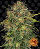 Cheese Feminized