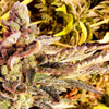 Cherry Kush Cake Feminized