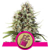 Chocolate Haze Feminized