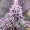 Conscious Kush V3 Feminized