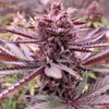 Conscious Kush V3 Feminized