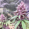 Conscious Kush V3 Feminized