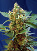 Cream Mandarine XL Autoflowering