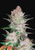 Cream Cookies Autoflowering Feminized