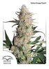 Critical Orange Punch Feminized