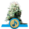 Dance World Medicinal