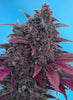 Dark Devil Autoflowering
