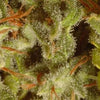 Sativa Champion Pack Feminized