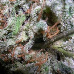 Indica Champion Pack Feminized