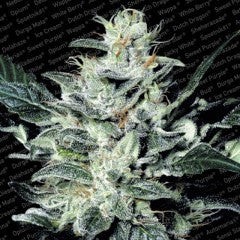 Sensi Star Feminized