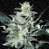 Sensi Star Feminized