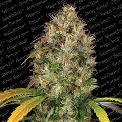 Dutch Kush Feminized