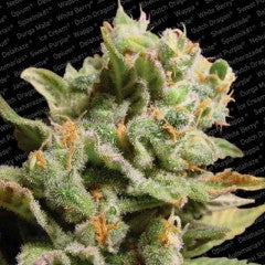 Dutch Dragon Feminized