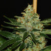 Underdawg Kush Feminized