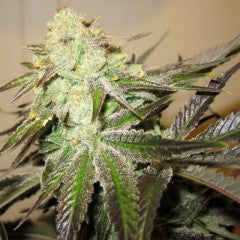 818 HEADBAND Aka SOUR OG Feminized