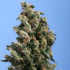 Kushage Feminized