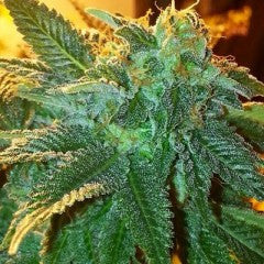 Alien OG Feminized