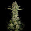 Serious Kush Feminized