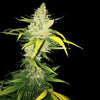 La S.A.G.E Feminized