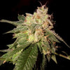 OG Kush Feminized