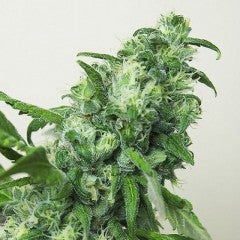 Digweed Feminized