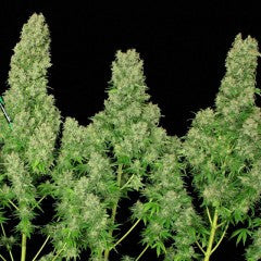 White Russian Feminized