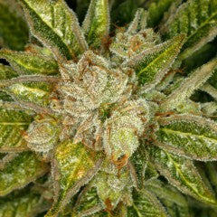 MK Ultra Kush Feminized