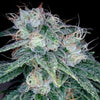 Sour Diesel Feminized