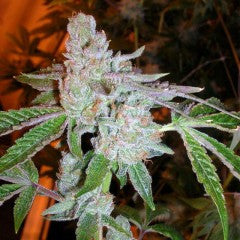 Tahoe OG Kush Feminized