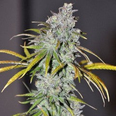 Blue Dream Haze Feminized