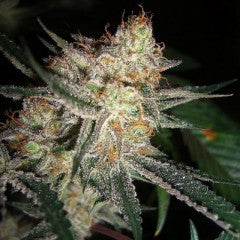 StarBud Feminized