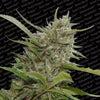 Auto Whiteberry Auto Flowering Feminized