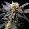 Strawberry Banana Feminized