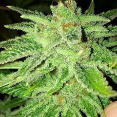 Strawberry OG Feminized