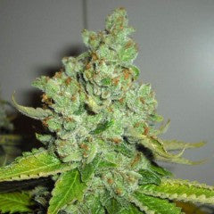 SFV OG Kush Feminized