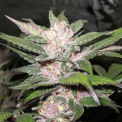 Purple Chem Feminized