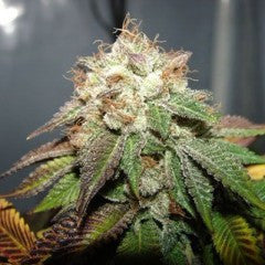 Pre98 Bubba BX2 Feminized