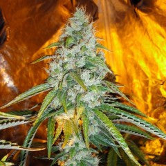 Original Sour Diesel Feminized