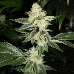 Louis XIII OG Feminized