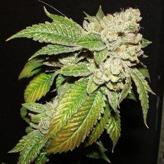 Larry OG Kush Feminized