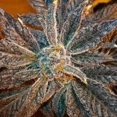 LA Cookies Feminized