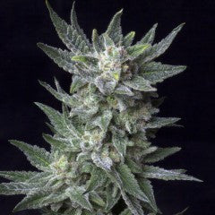 Automatic Bubble Gum Feminized