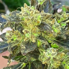 Boss Hogg Feminized