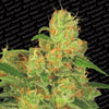 Auto Acid Auto Flowering Feminized